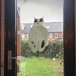 ͷ
