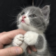 ͷ��