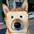 ͷ
