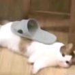 ͷ��