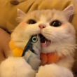 ͷ