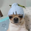 ͷ
