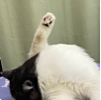 ͷ