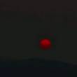 榽棻