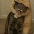 ͷ��