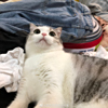 ͷ
