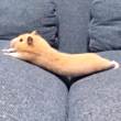 ͷ