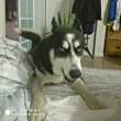 ͷ