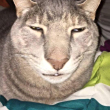 ͷ
