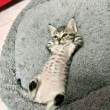 ͷ