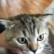 ͷ��