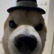 ͷ��