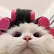 ͷ