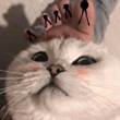 ͷ