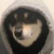 ͷ��