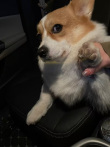 ͷ��