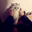 ͷ