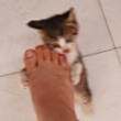 ͷ