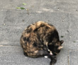 ͷ