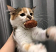 ͷ
