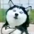 ͷ