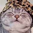 ͷ