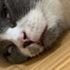 ͷ