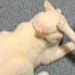 ͷ