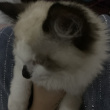 ͷ��
