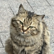 ͷ