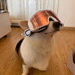 ͷ