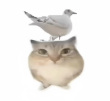 ͷ��