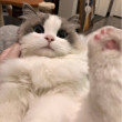 ͷ
