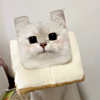 ͷ