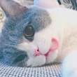 辛酒里lcm