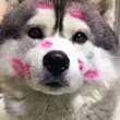 ͷ