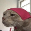 ͷ��