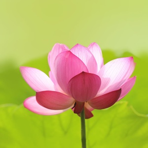 xngzhahuey