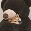 ͷ