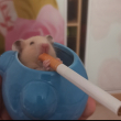 ͷ��