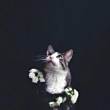 ͷ