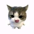 ͷ��