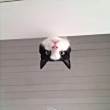 ͷ