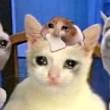 ͷ