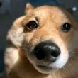 葡甜仁