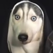 ͷ