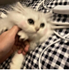 ͷ