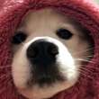 ͷ
