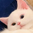 ͷ