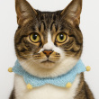ͷ��